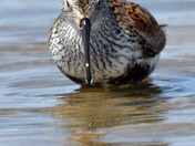 Dunlin