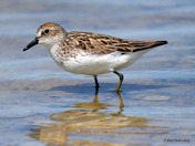 Semi Palmated Sandpiper