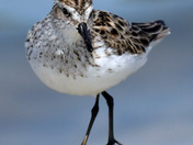 Semi Palmated Sandpiper