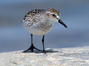 Semi Palmated Sandpiper