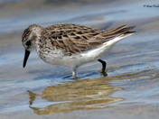 Semi Palmated Sandpiper