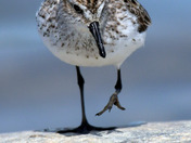 Semi Palmated Sandpiper