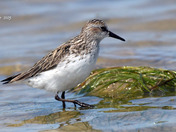 Semi Palmated Sandpiper