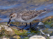 Semi Palmated Sandpiper