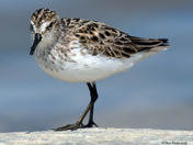 Semi Palmated Sandpiper
