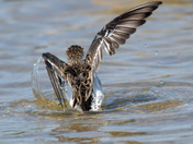 Semi Palmated Sandpiper