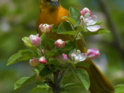 Baltimore Oriole gleaning bugs from the apple blossoms