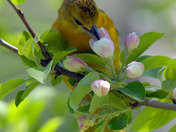 Baltimore Oriole gleaning bugs from the apple blossoms