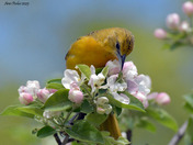 Baltimore Oriole gleaning bugs from the apple blossoms