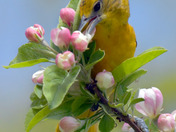 Baltimore Oriole gleaning bugs from the apple blossoms