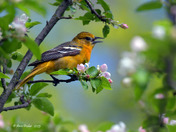 Baltimore Oriole gleaning bugs from the apple blossoms