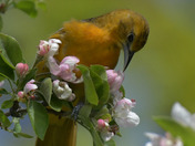 Baltimore Oriole gleaning bugs from the apple blossoms