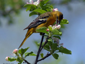 Baltimore Oriole gleaning bugs from the apple blossoms