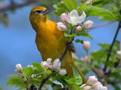Baltimore Oriole gleaning bugs from the apple blossoms