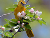 Baltimore Oriole gleaning bugs from the apple blossoms