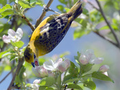 Baltimore Oriole gleaning bugs from the apple blossoms
