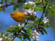 Baltimore Oriole gleaning bugs from the apple blossoms
