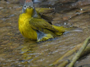 Nashville Warbler having a bath