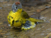 Nashville Warbler having a bath