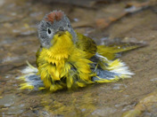 Nashville Warbler having a bath