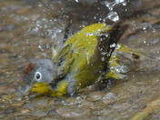 Nashville Warbler having a bath