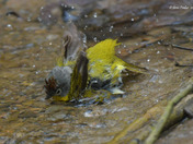 Nashville Warbler having a bath