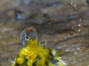 Nashville Warbler having a bath