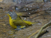 Nashville Warbler having a bath