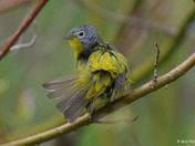 Nashville Warbler having a bath