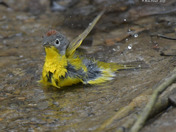 Nashville Warbler having a bath