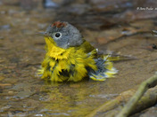 Nashville Warbler having a bath