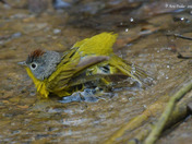 Nashville Warbler having a bath