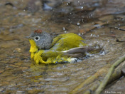 Nashville Warbler having a bath