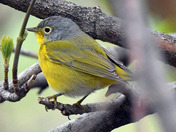 Nashville Warbler having a bath