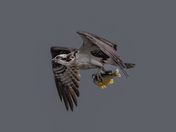 osprey caught a fish
