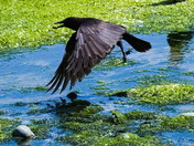 Crow With Peanut