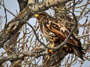 Juvenile Bald Eagle 