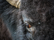 Wood Bison