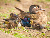 Momma and her Chicks