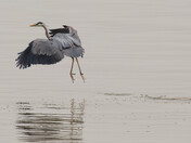 Blue Heron