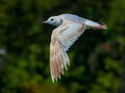 Immature Bonaparte Gull