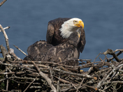 Feeding time at the nest