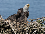 Feeding time at the nest