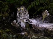 Screech owl