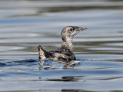 Marbled Murrelet