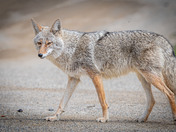 Coyote - Canis latrans