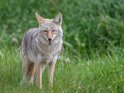 Coyote - Canis latrans