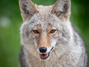 Coyote - Canis latrans
