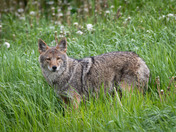 Coyote - Canis latrans