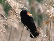Ready for the red carpet
